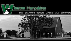 Wheaton Hampshires